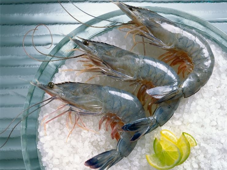 CREVETTES FRAICHES